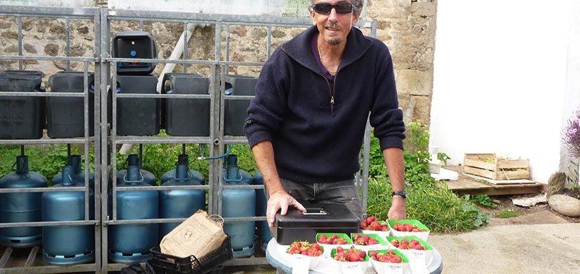 Patrick Le Gurun culture de fraises à Houat