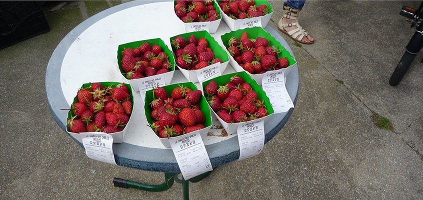 Patrick Le Gurun culture de fraises à Houat