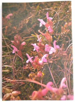 fleurs-landes-claustres-lemoine-1