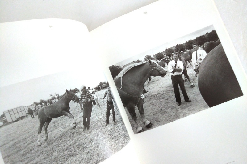 chevaux-bretagne-cornu-kervinio-herve-1